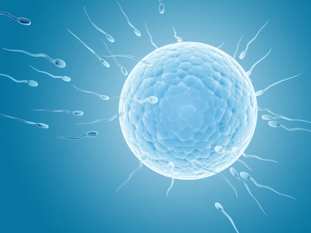 Spermatozoons, floating to ovule
