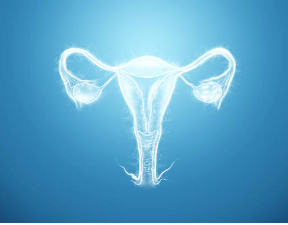 ovary uterus sopc