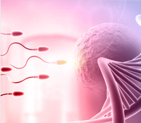 spermatozoid fertilizand ovocitul